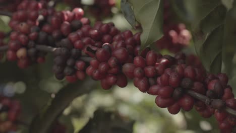 cerca de la rama de una planta de café llena de hermosas bayas rojas de café listas para recoger en una plantación brasileña