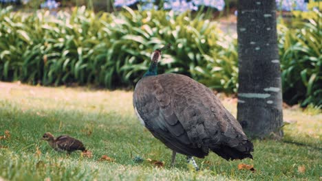 female peacock with her peachick foraging in the grass