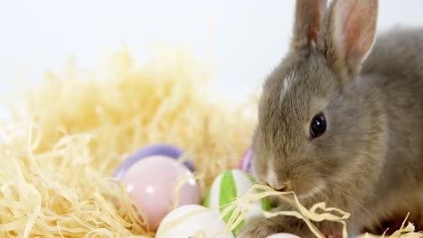 huevos de pascua con conejo de pascua en el nido
