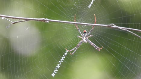 spider in web waiting .