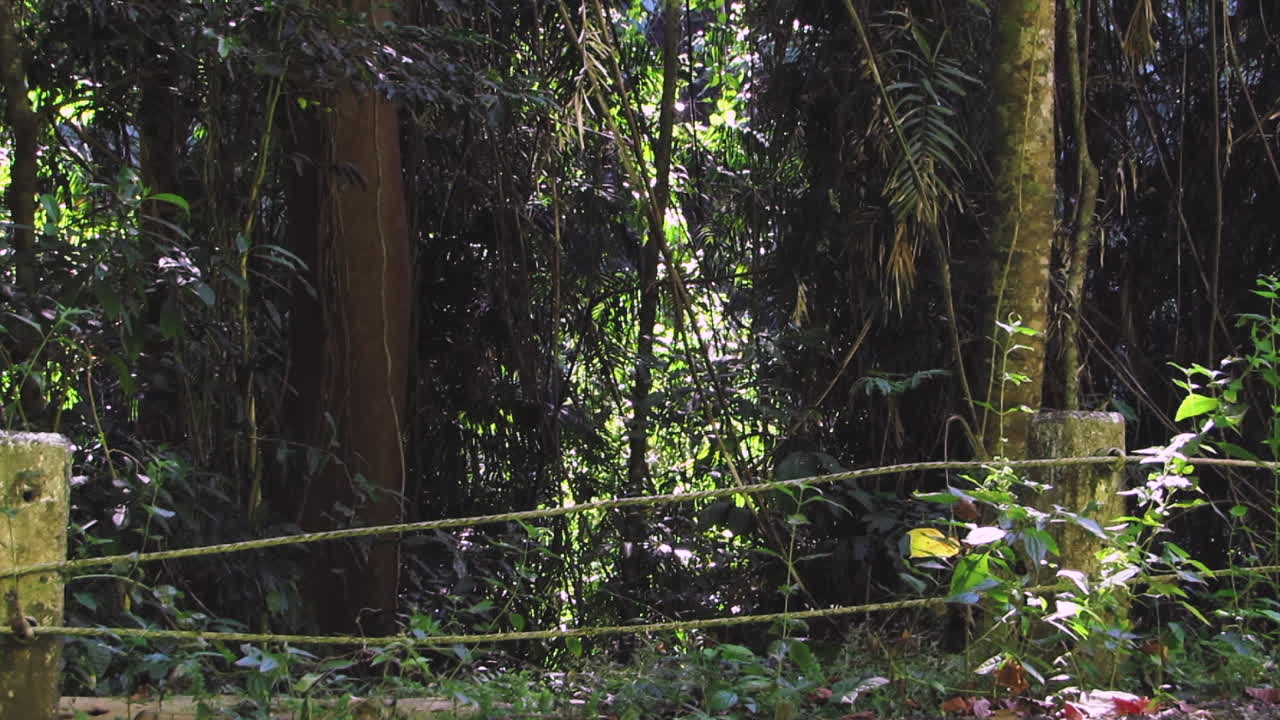 Spooky View of the Jungle at Olongapo, Philippines