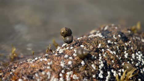 closeup of two sea snail limpets stacked on each other in intertidal zone