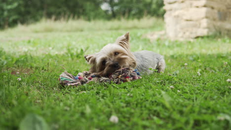 yorkshire terrier laying on grass and playing with a toy bone.