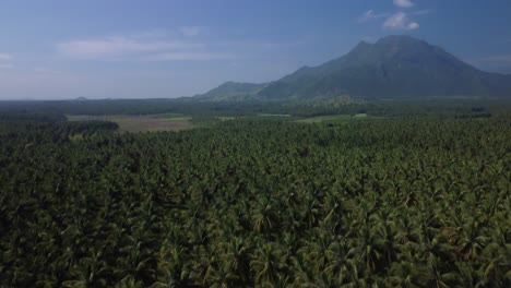 drone shot revealing large fields of coconut cultivation in western ghats, india