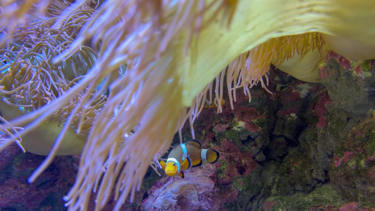 Inquadratura statica di una famiglia di pesci pagliaccio che nuota in un acquario. Primo piano.