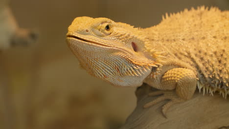 pogona vitticeps or bearded dragon head close-up shot