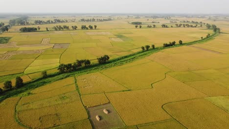 The-beauty-of-nature-has-blossomed-in-the-golden-crop-of-Bengal-i