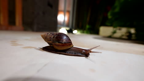 large brown snail leaves behind mucus secretion as it glides across surface