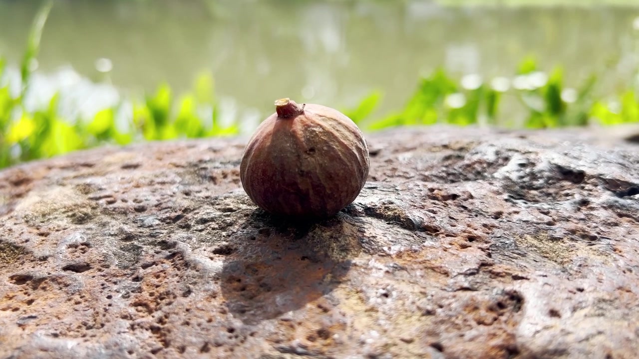 Enkele gedroogde vrucht rustend op een gestructureerde rots bij water.