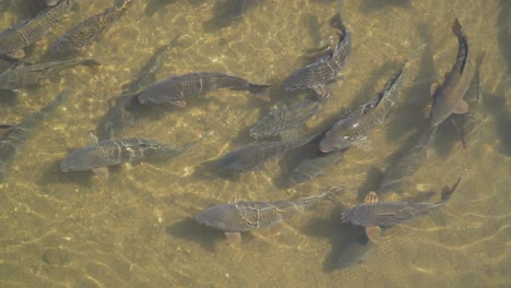 the stock of big gray carp fishes moving in very shallow water on a sunny day