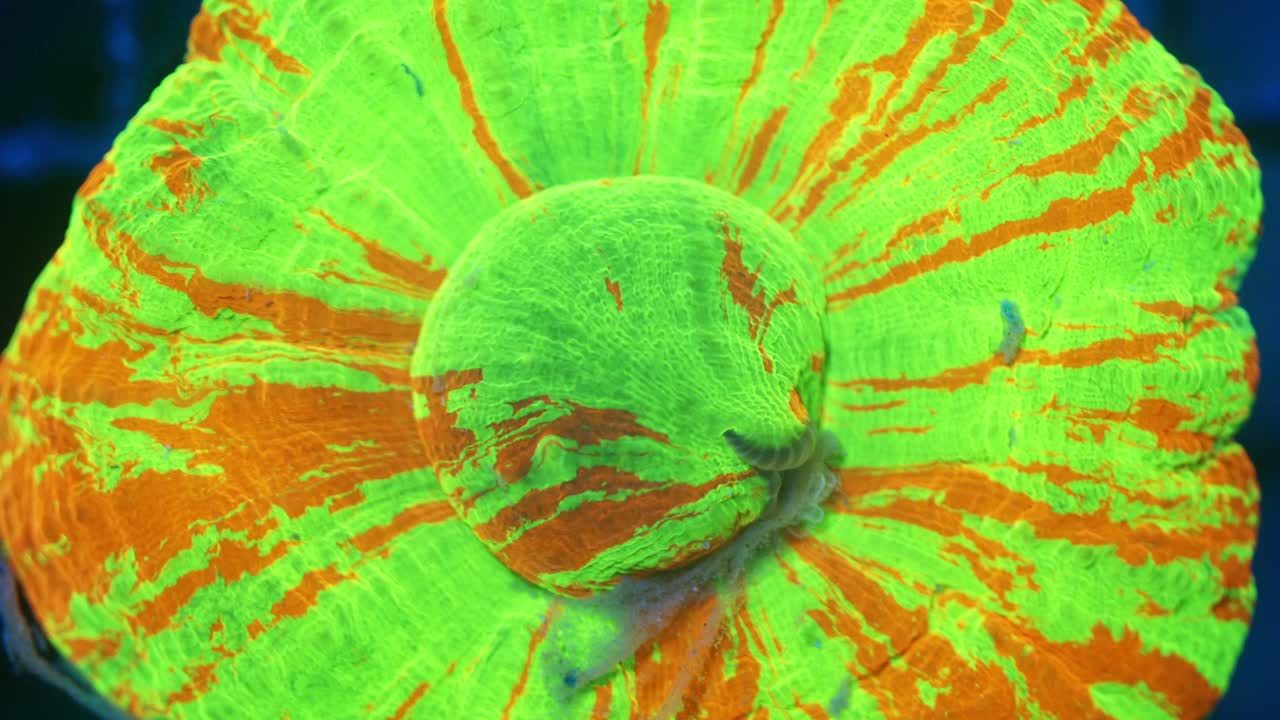 Macro timelapse of Scolymia coral feeding under actinic lighting, with bright green-yellow tissue, orange patches, and dark blue to teal inner folds exposed during feeding behavior