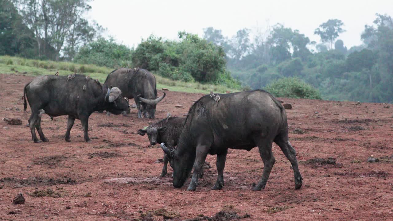 búfalos africanos en la cordillera de aberdare en kenia - toma amplia