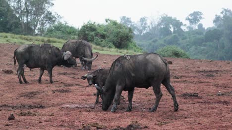African-Buffalos-In-Aberdare-Range-In-Kenya---Wide-Shot