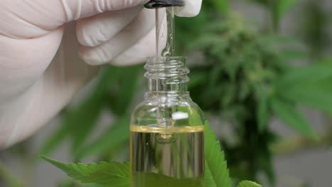 hemp oil research. researching cannabis for use in medicine, collecting data. cannabis plant cultivation.