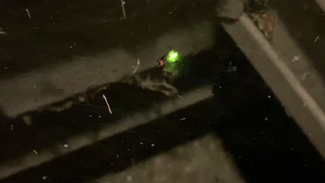 the glimmer of a firefly and stuck in spider web