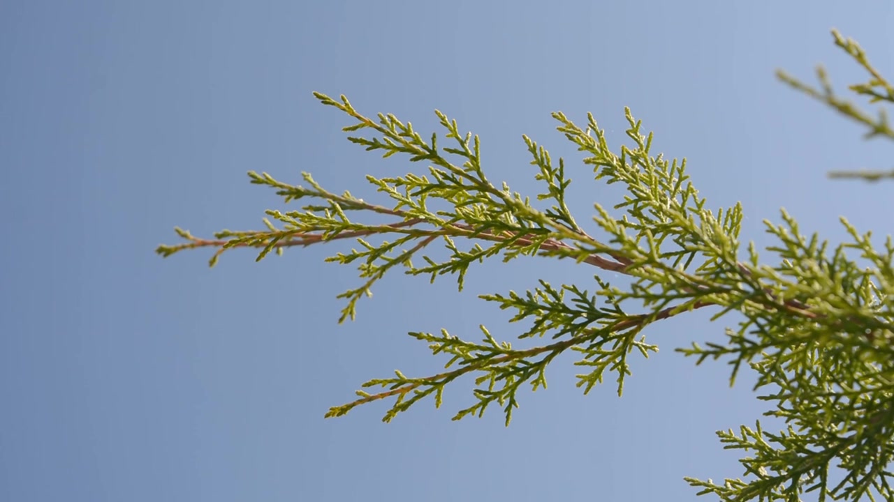 Une séquence au ralenti d'arbustes à feuilles persistantes sur fond de ciel bleu