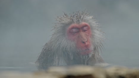 A serene and tranquil moment of a snow monkey peacefully sleeping in the warm waters of Jigokudani Onsen, surrounded by the serene winter landscape of Yamanouchi, Japan.
