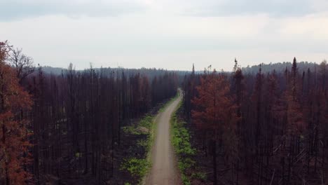 aerial revealed burnt forest trees after wildfire near massey, ontario canada