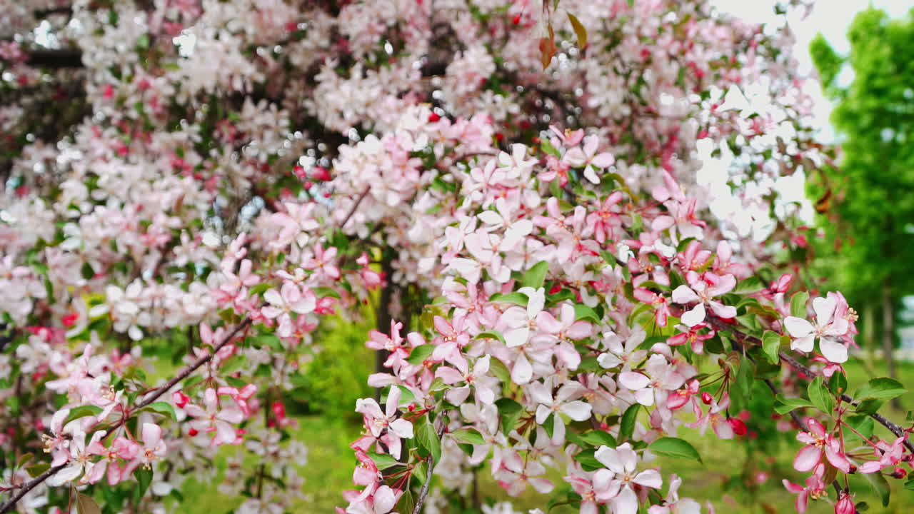 봄에 꽃이 피는 아름다운 나무