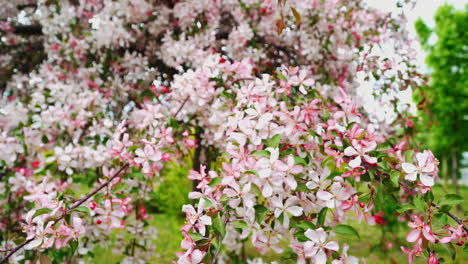 beautiful blooming tree in spring