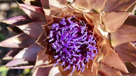 close up of bees on vibrant artichoke flower