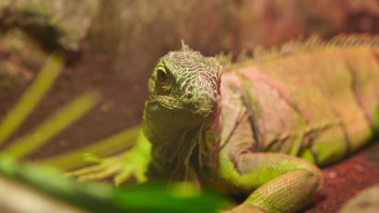 Iguana verde descansando en un terrario