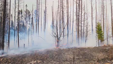 drone siguiendo el humo de los incendios forestales que progresa a través del bosque en alberta