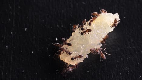 ants eating chunk pieces of food on black kitchen table