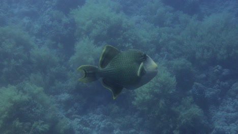 red tooth trigger fish under the red sea of egypt