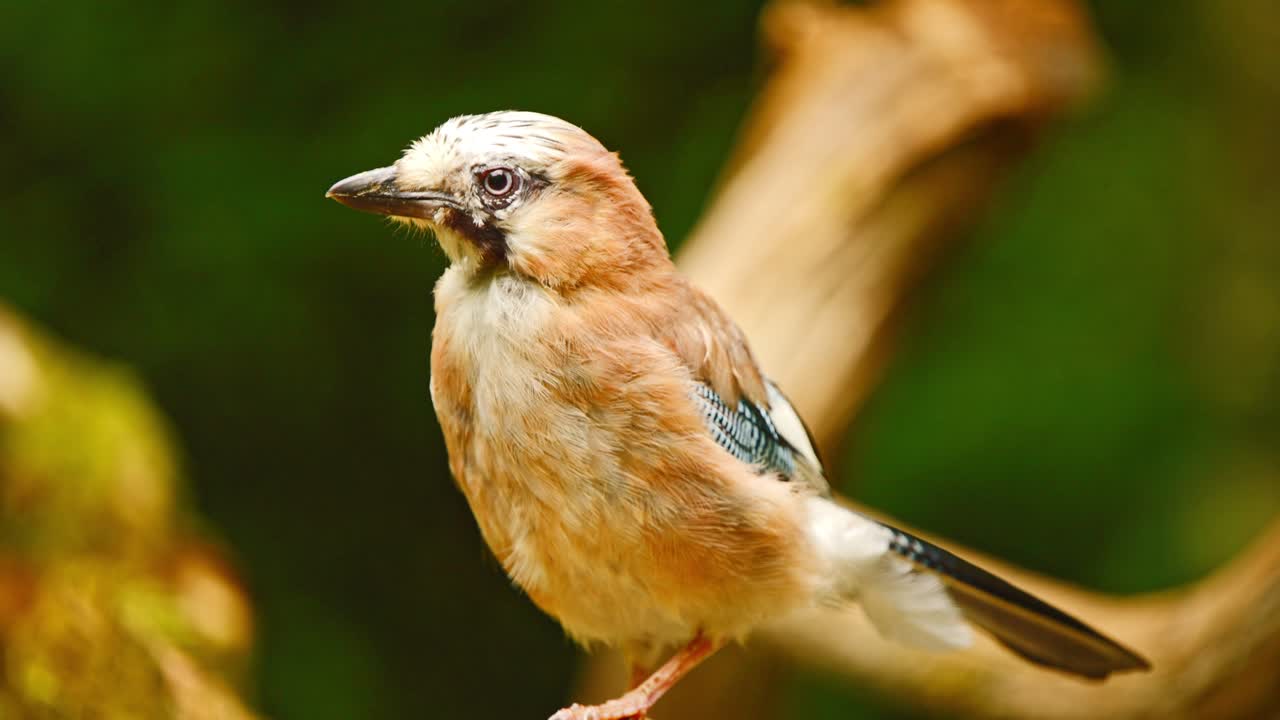 Ghiandaia eurasiatica in Frisia, Paesi Bassi, primo piano dettagliato di profilo mentre si guarda intorno da un lato all'altro