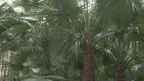 mexican fan palm trees at thala nature reserve in qld, australia