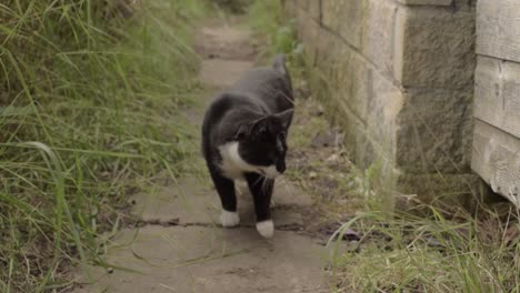 Black-and-white-cat-walks-towards-camera-in-alley-way