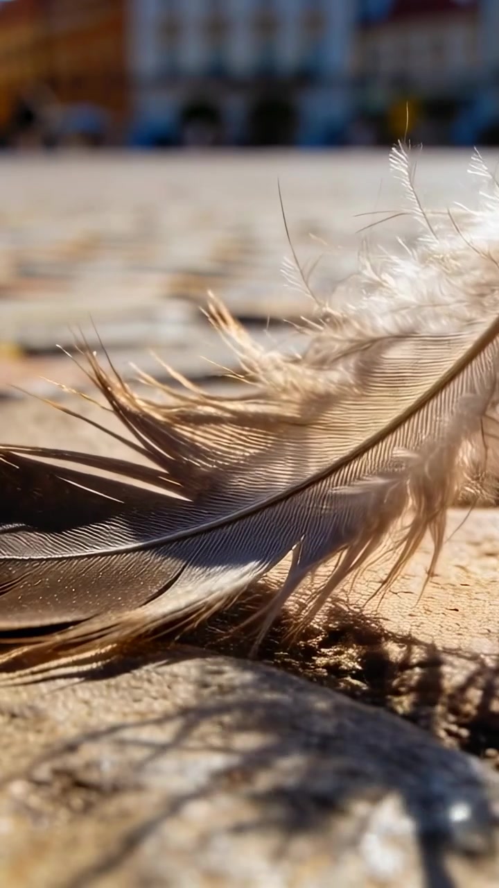 Vertikal video: En fuglefjer ligger og fanger solen på en sten, mens en brise løfter dens tråde nær en småsten.
