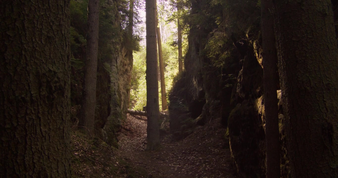Raggi di luce solare naturale filtrano attraverso alti alberi sempreverdi in un profondo canyon boscoso. Ideale per contenuti su sostenibilità, benessere e viaggi ecologici