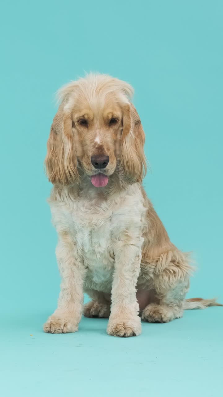 Full body brown English Cocker Spaniel dog on blue background with copy space