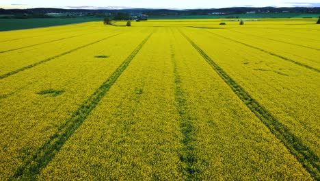 Antena-Sobre-Un-Campo-Amarillo-Maduro-De-Colza-Al-Atardecer-En-Noruega