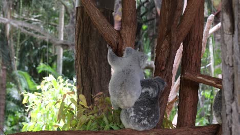 two koalas play and cuddle on a branch