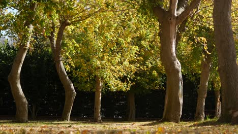 autumn trees in a park