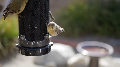 a colorful california goldfinch with yellow feathers flying and landing on a bird feeder next to a birdbath