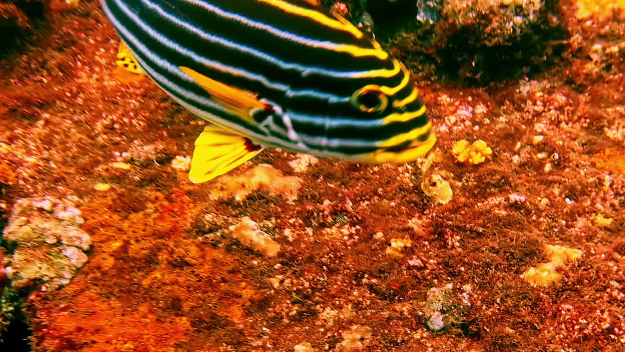 Un pesce labbra dolci orientale che nuota sopra la barriera corallina a Bali, Indonesia. Pesce tropicale a strisce con pinne gialle che si muove attraverso l'acqua di mare limpida in un habitat marino naturale