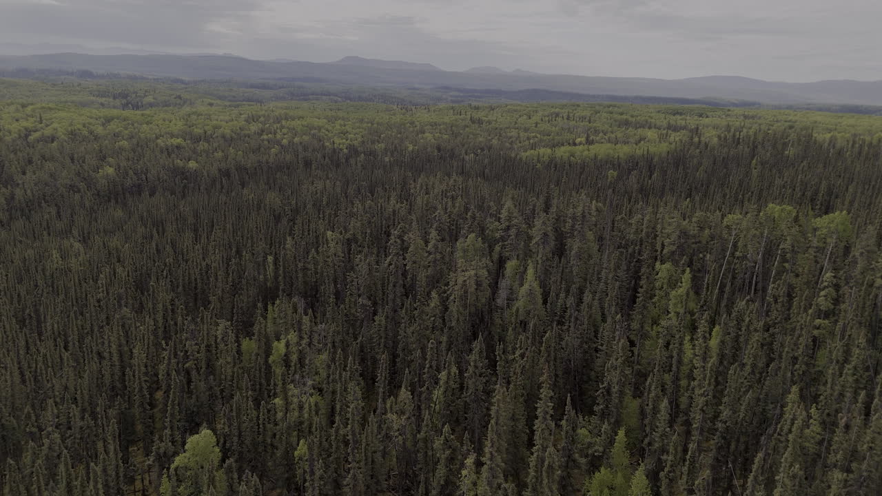 Endless stretch of dense forests covering Northern British Columbia