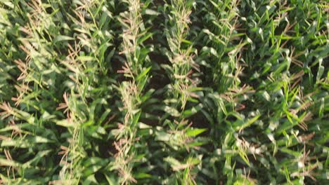 Corn-fields-recorded-with-a-drone-on-a-sunny-day