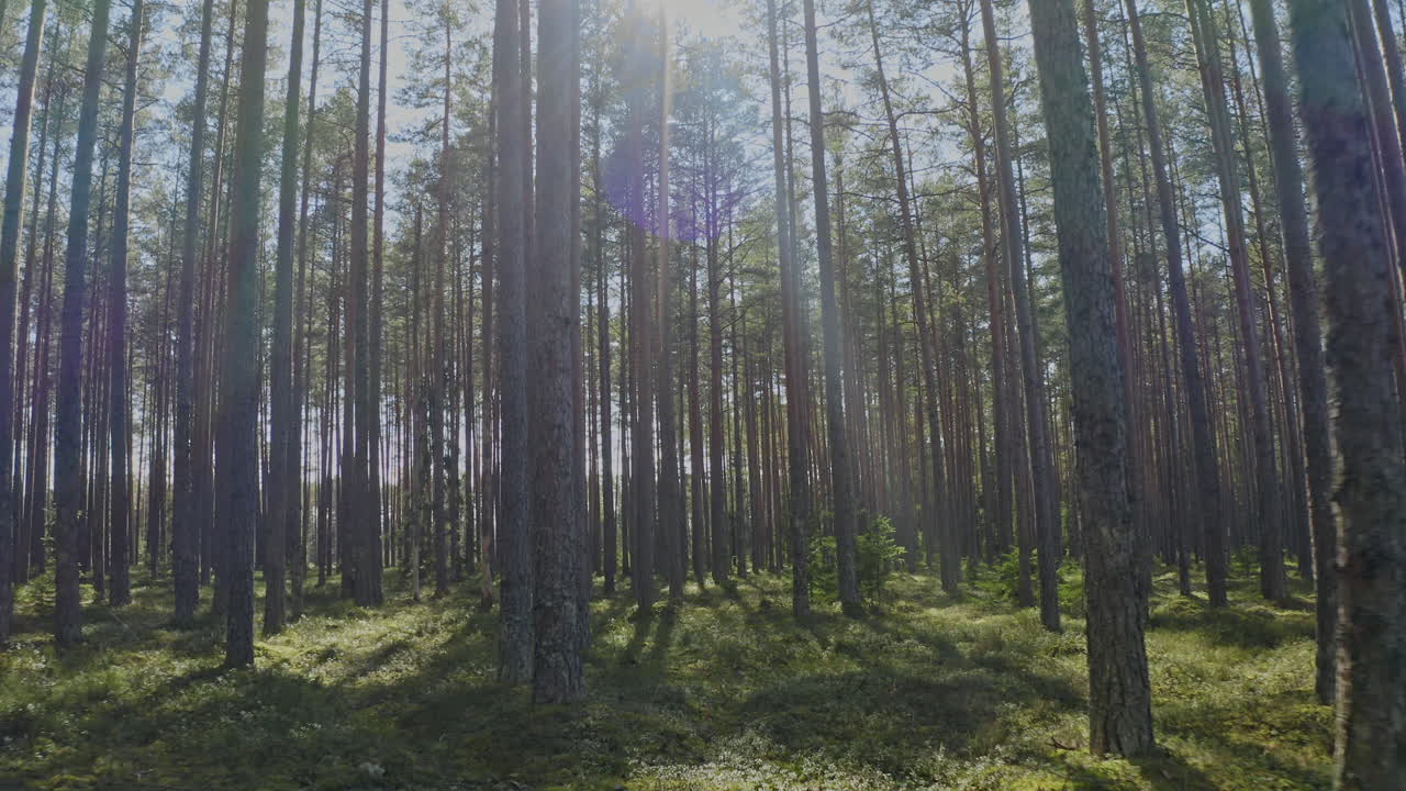 Bella giornata estiva nella foresta, movimento fluido della telecamera sotto i pini, concetto di natura incontaminata.