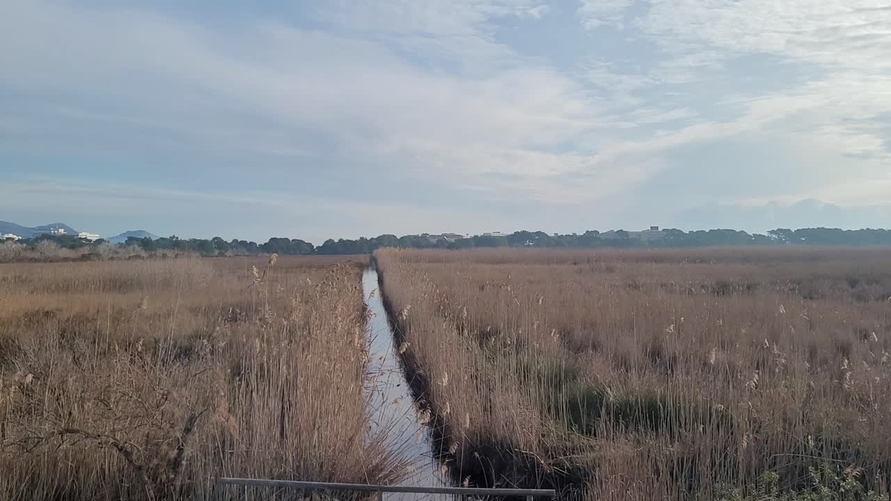 parque nacional de la albufera de mallorca en alcudia