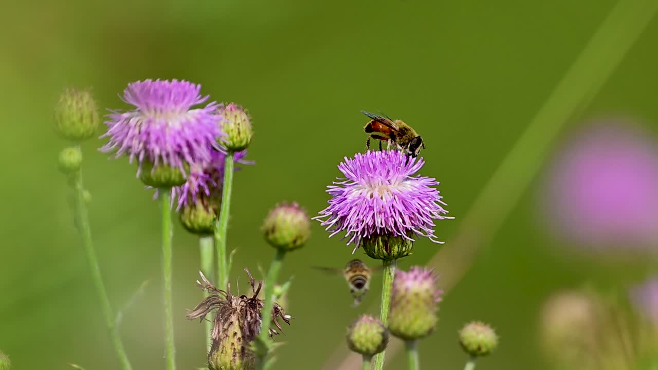 Detailed macro of drone fly feeding on nectar rich thistle plant