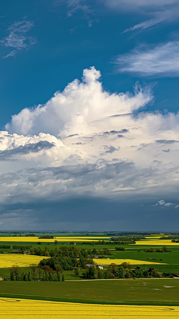 Blooming rapeseed yellow field agriculture timelapse stratocumulus clouds vertical video