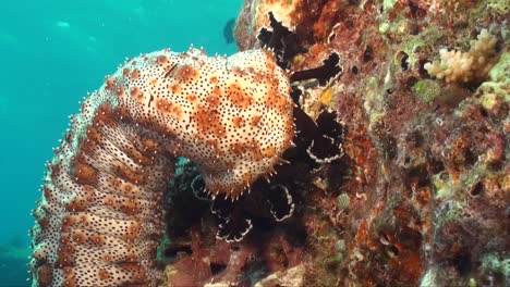 Sea-cucumber-walking-on-colorful-coral-reef