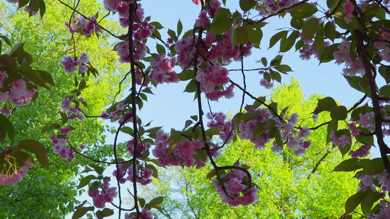 Pink cherry blossoms hanging from branches against a clear blue sky and vibrant green spring foliage