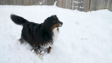 full body, miniature australian shepherd dog wagging tail in attention