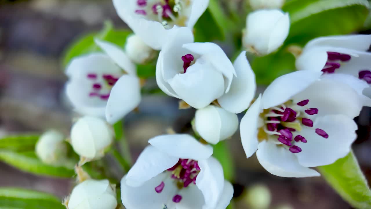 Flores blancas de primavera con estambres morados abriéndose en una rama en un jardín.